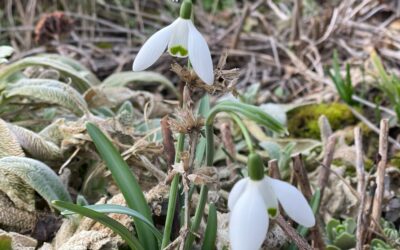 Die ersten Frühlingsboten