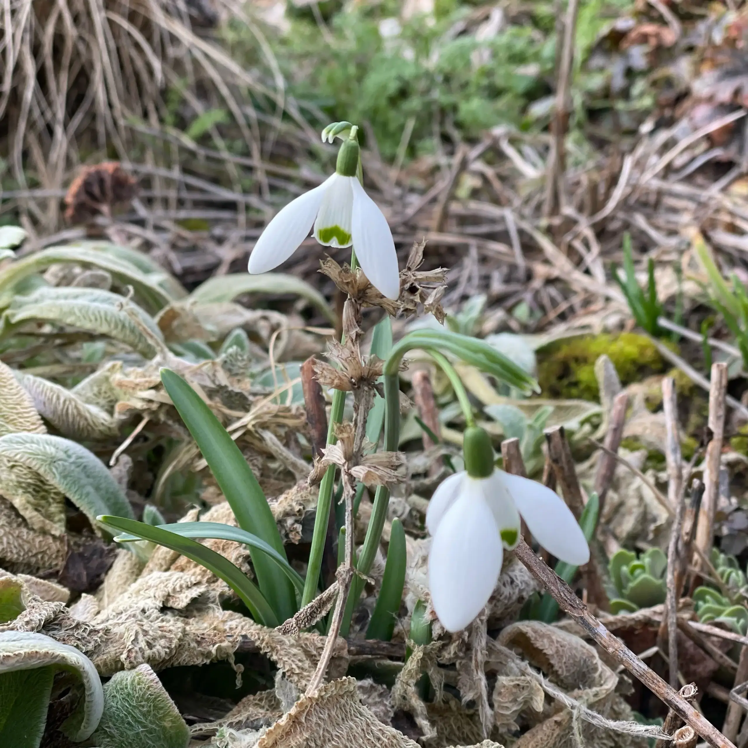 Schneegloeckchen im Garten Tulpe Nahaufnahme